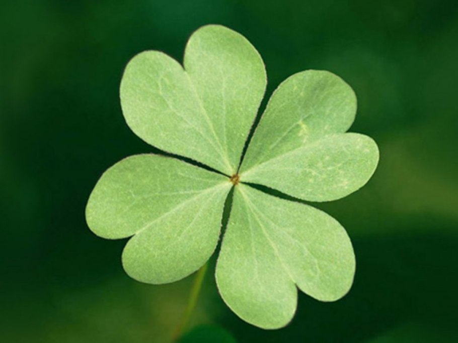 Shamrock Четырехлистный клевер, клевер, лист, компьютерные 