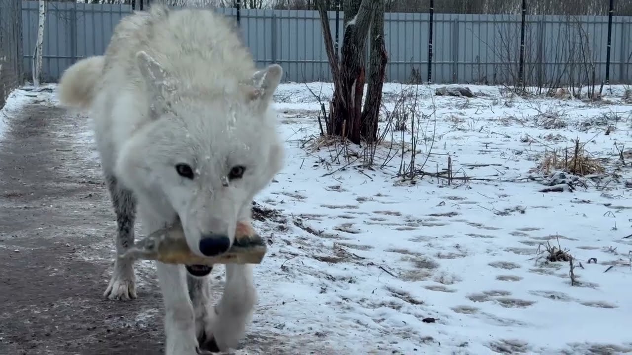 Волчица и Познавательно