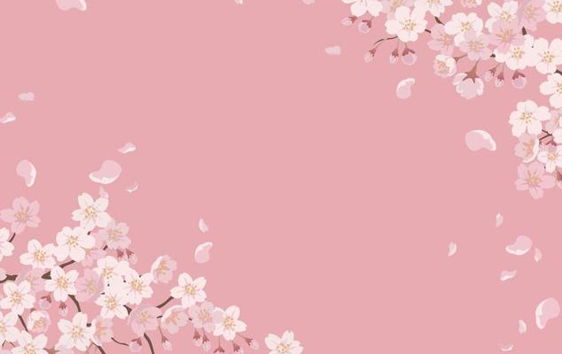 Cherry Blossom Flowers Background 