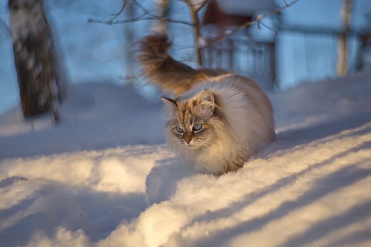 Заставки коты смешные 