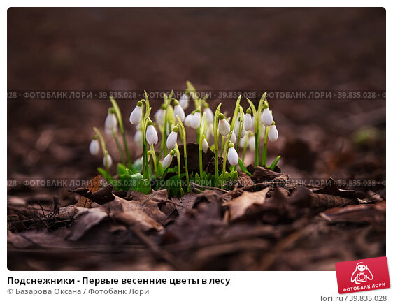 И расцвел подснежник!