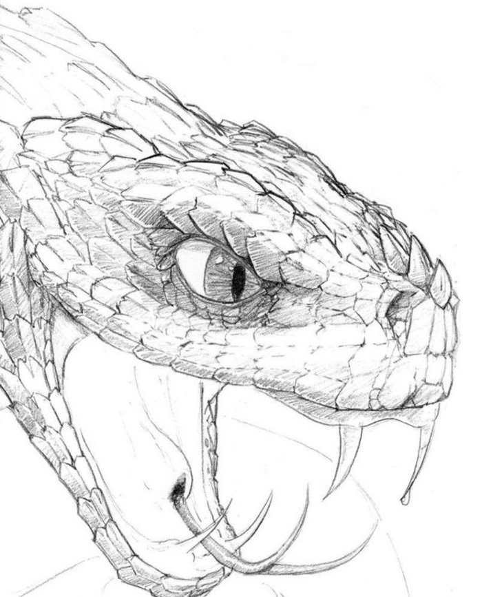 draw a snake 3D 