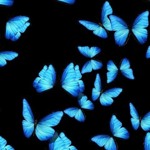 Обои бабочкой🦋✨