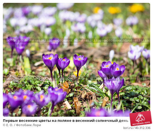 Цветы, тюльпаны, светло, весна, весенние обои, солнце, луч 