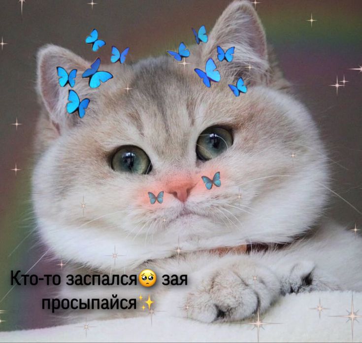 Милые котики амигуруми