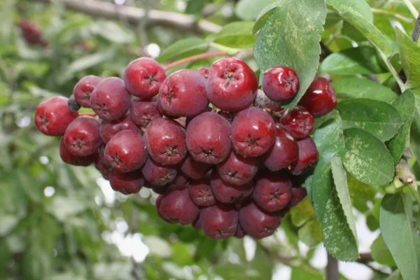 Рябина пендула, Sorbus aucuparia Pendula – купить саженцы 