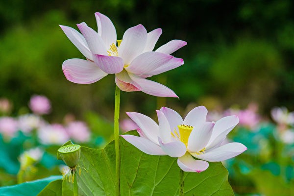 Лотос розовый Nelumbo pink купить 