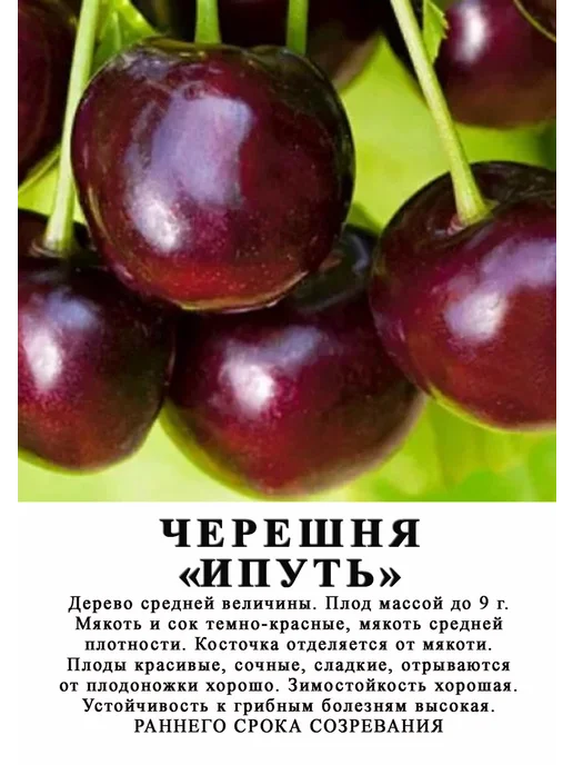 Продам красивые вишни, от 1 тонны 