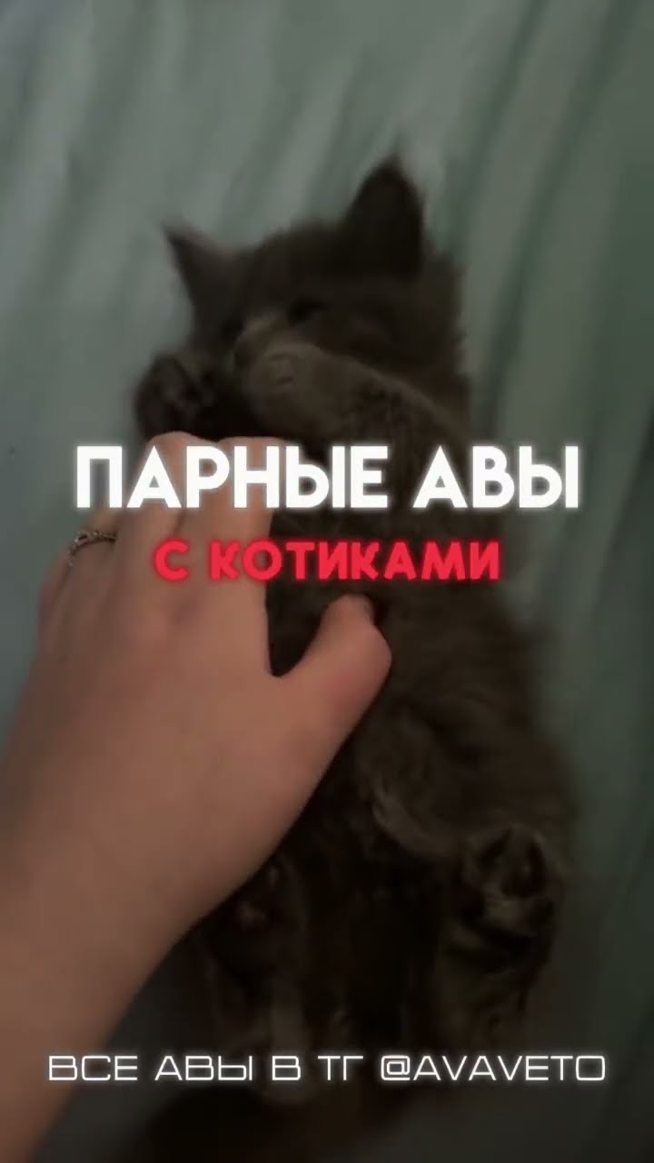 Рофл Авы Котов 