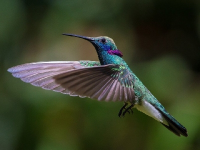 Antillean Crested колибри, птица 