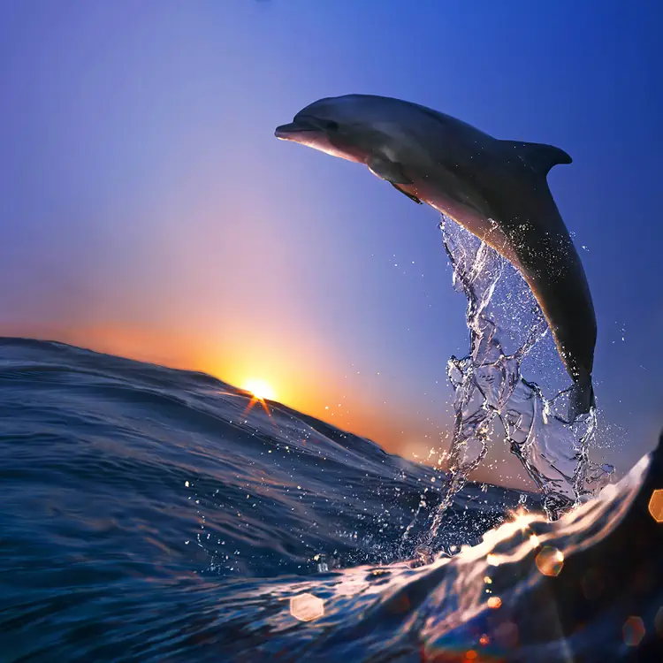 wallpaper dolphin under the sun by Man 