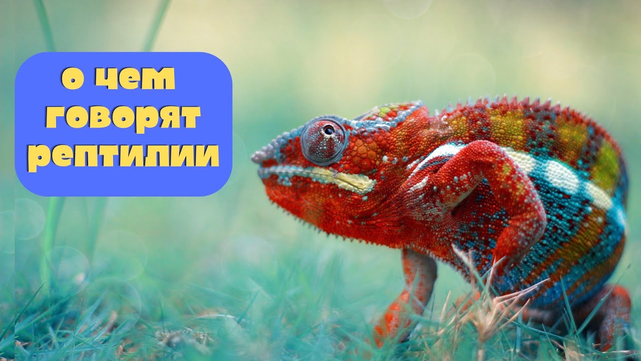 ТОП-10 РЕПТИЛИЙ ДЛЯ ДОМА! Какие 