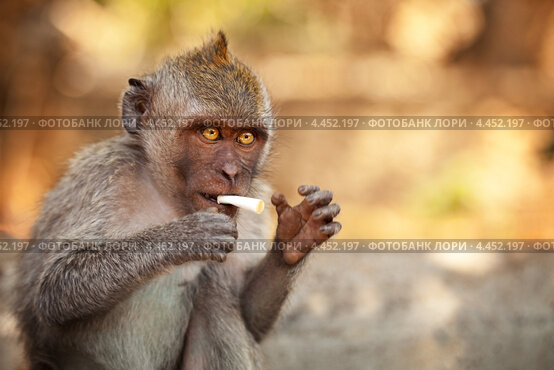 Скачать картинки Monkey man cigarette 