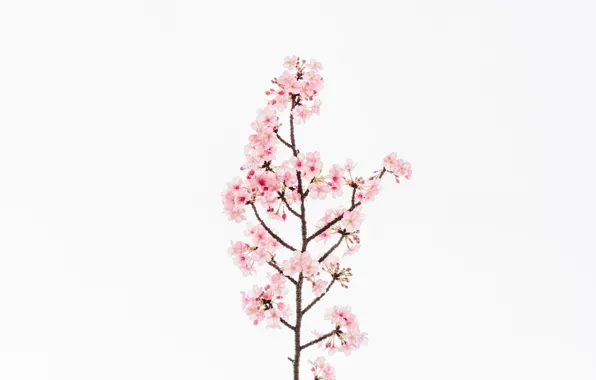 Kate Pink Sakura Tree Road Backdrop 