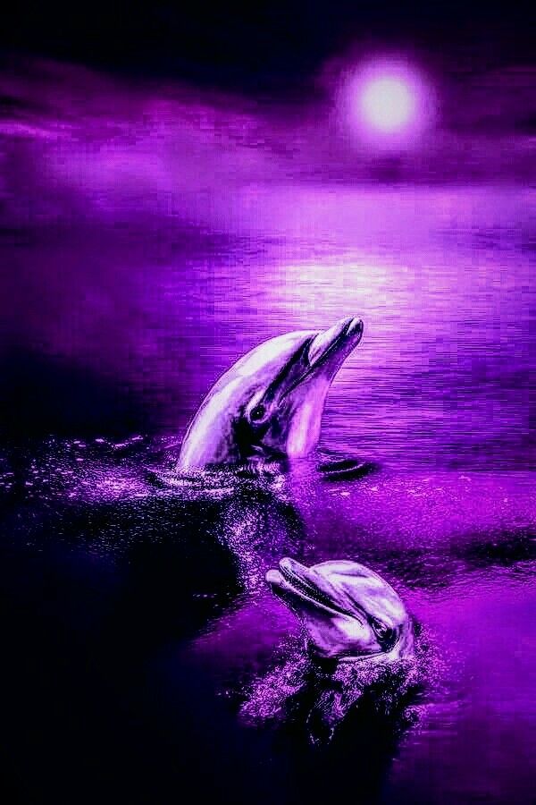 4K Melting Dolphin Sunset Digital Art 