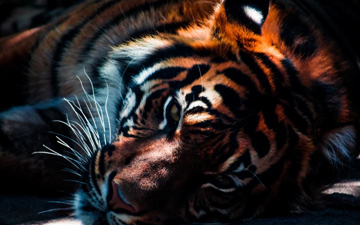 500+ Best Tiger Images · 100% Free 