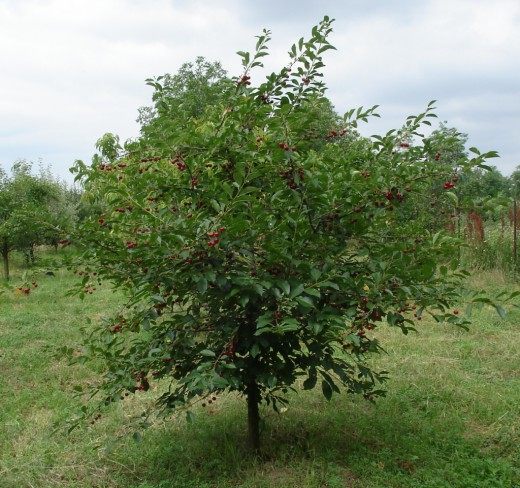 Вишня Плакучая