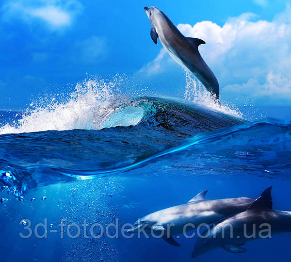 Spinner dolphin Wallpaper Red Sea, 4k 