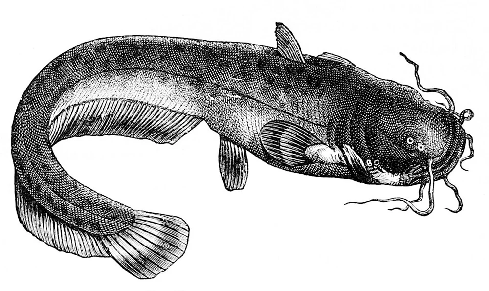 Сом банджо Acanthobunocephalus nicoi