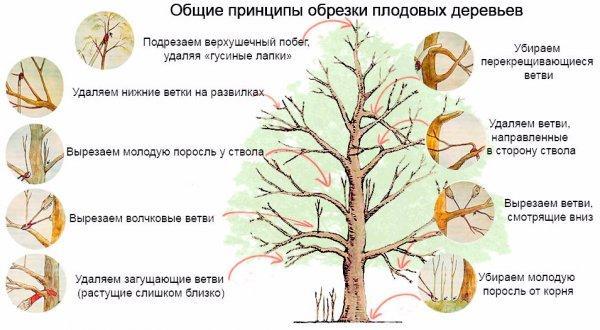 шаблоны деревьев для вырезания из бумаги распечатать 