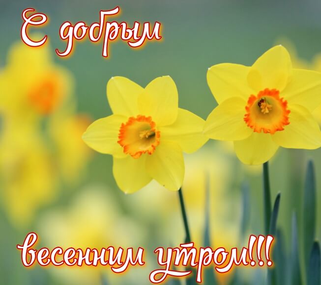 🌺🌿 ЯГОДКИ, ДОБРОЕ УТРО, ОТЛИЧНОГО ДНЯ 