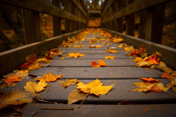 Обои autumn, leaves, осенние листья на 