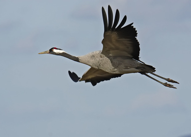 Канадский журавль Grus canadensis 