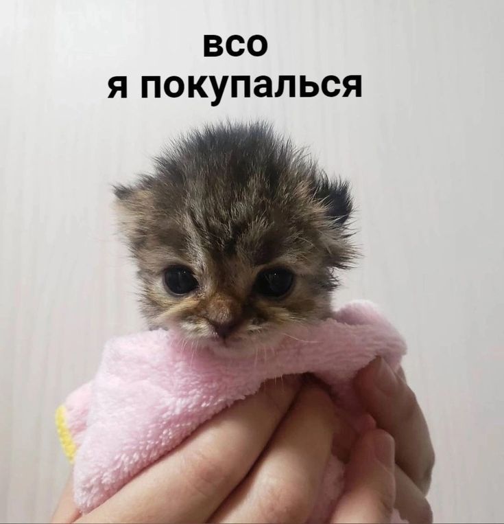 очень милый кот спит #cats #кот #милые #котики #няшутся 