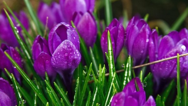 Tulipanes y flores de papel tapiz de escritorio hd de 