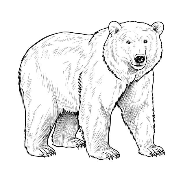 Скачать картинки Drawing bears, стоковые фото Drawing bears в 