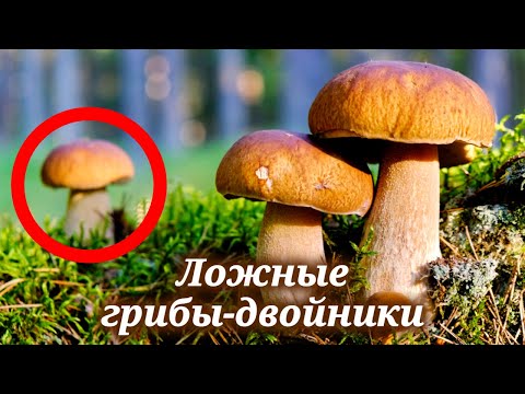 7 самых вкусных и полезных грибов