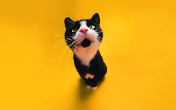 Cat wallpaper, Funny iphone 