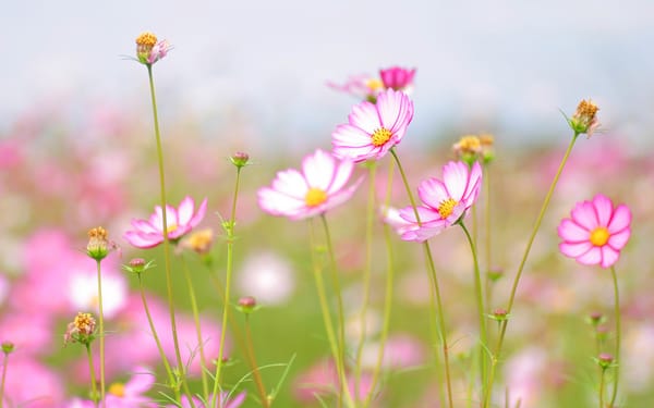 White flowers на Андроид скачать бесплатно