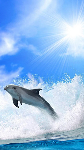 Chillout Dolphin Jump Ocean Sunset 3D 