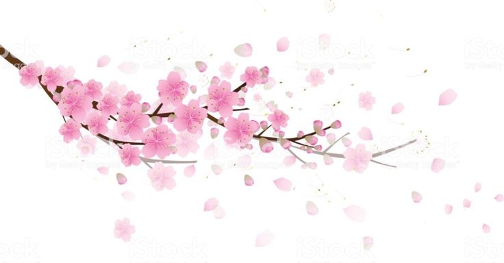 Photo Pink sakura flower icon on dark 