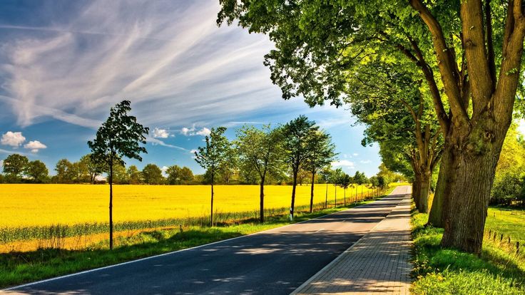 Wallpaper Hd Tree On The Green Field 128x256 1920x1080 