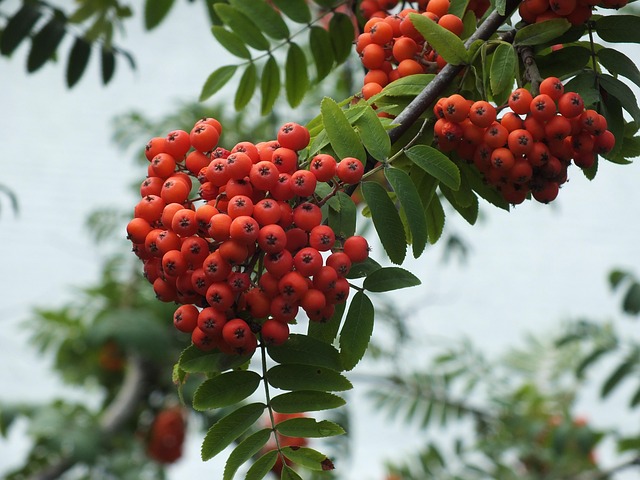 Рябина обыкновенная Edulis 10/12 18900 руб