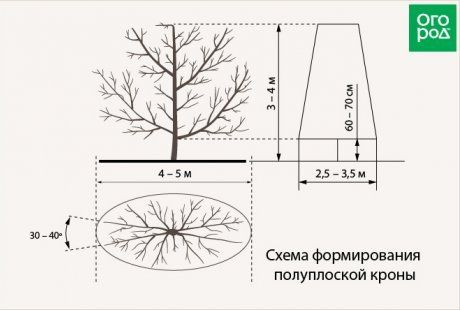 Как составить генеалогическое древо семьи