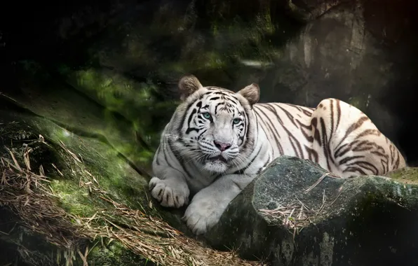 photo wallpaper the tiger, nature 