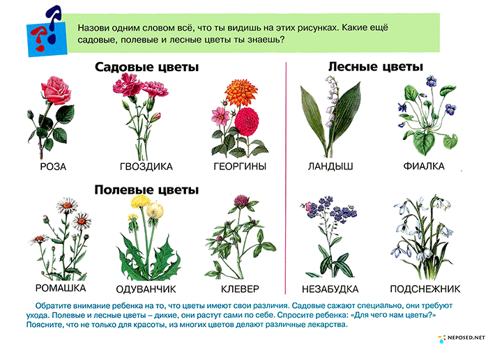 ПРИМРОЗА » Полевые и садовые цветы в 