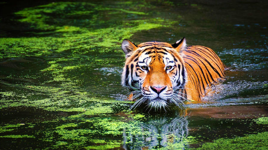 Tiger Wallpaper For Pc #105231