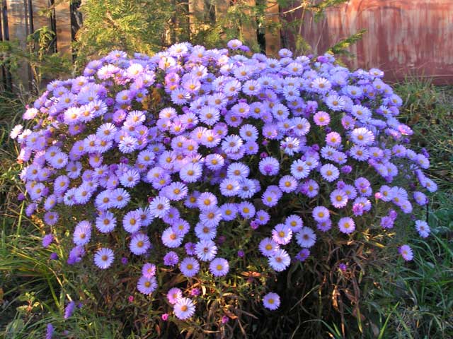 Астра новобельгийская белая Aster novi-belgii White купить 