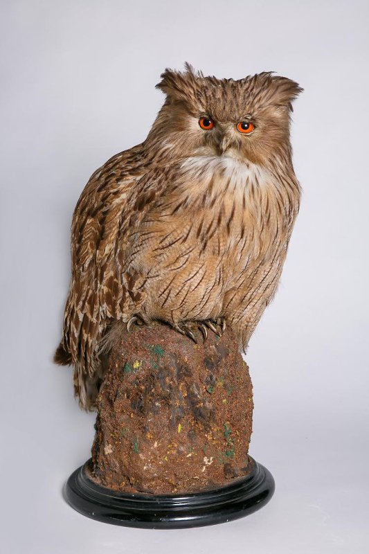 Bubo bubo / Eagle owl 