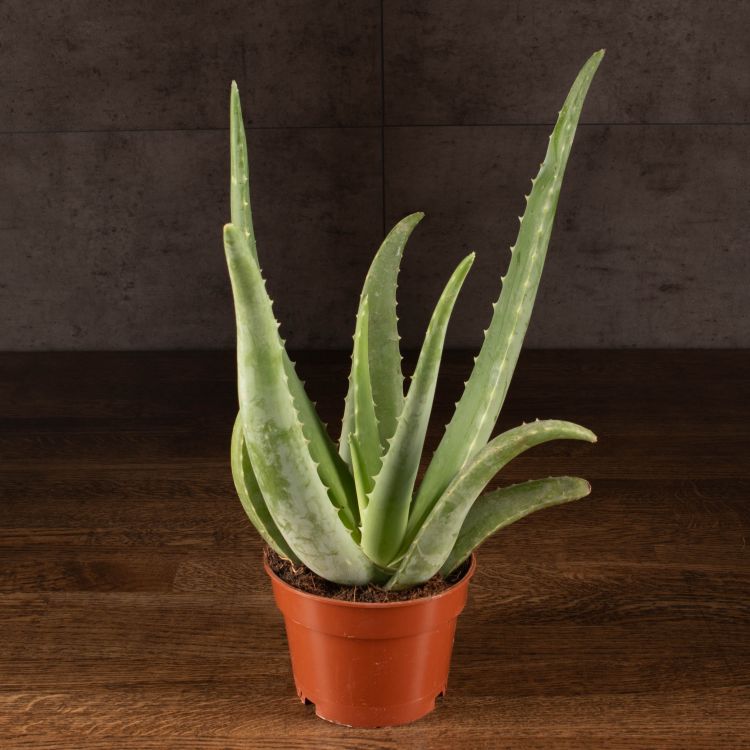 Aloe VERA Алоэ, Кумари