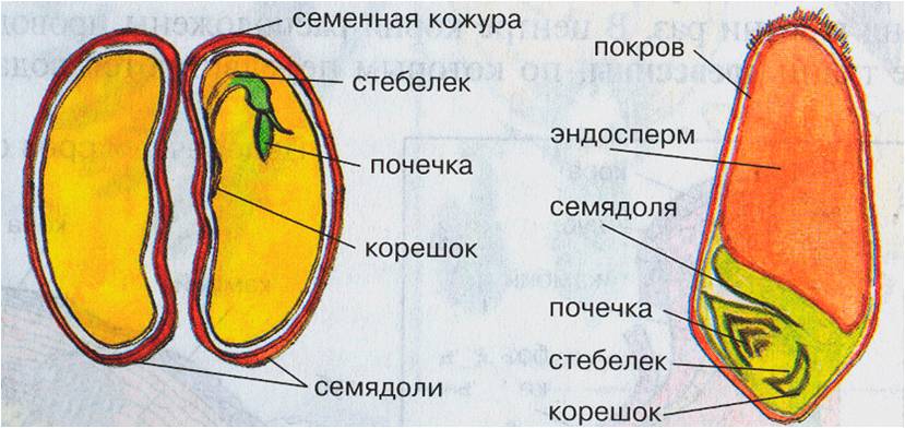 Рисунок на тему биология 