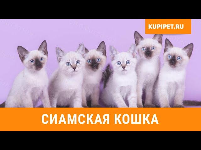 Сиамская кошка