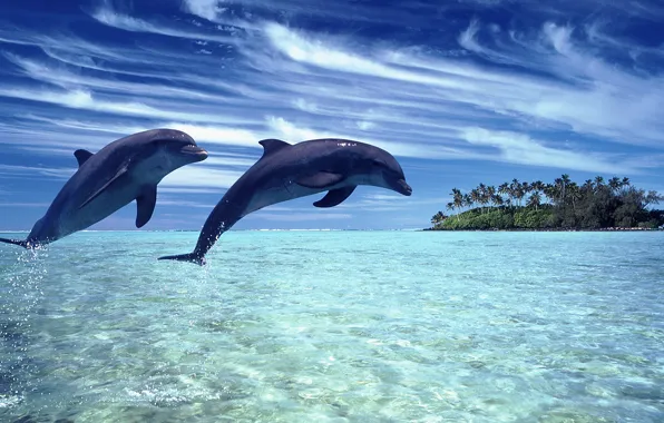 Vibrant Dolphin Fantasy Wallpaper 