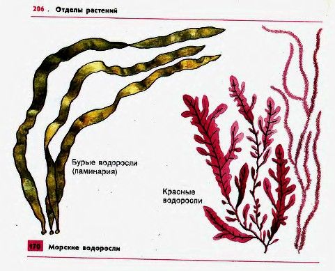 Летняя ручная роспись морских 