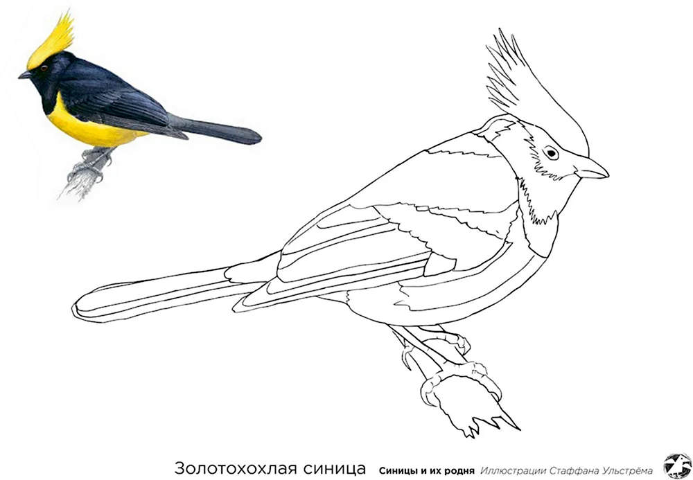 Синичка в полете рисунок карандашом 40 