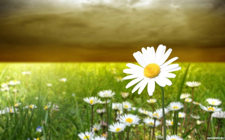 chamomile, field flowers 